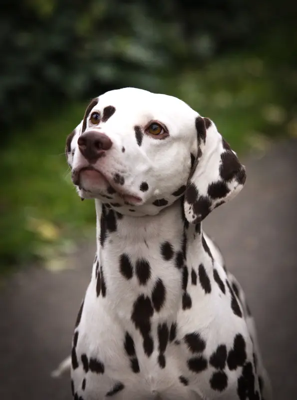 Père de la portée de Dalmatien, élevage De Pech et Catmalou