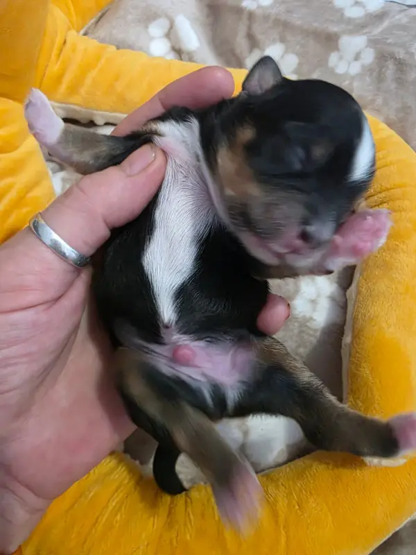 Chiot, Bichon havanais, élevage Du Rocher de la Haute Vilaine