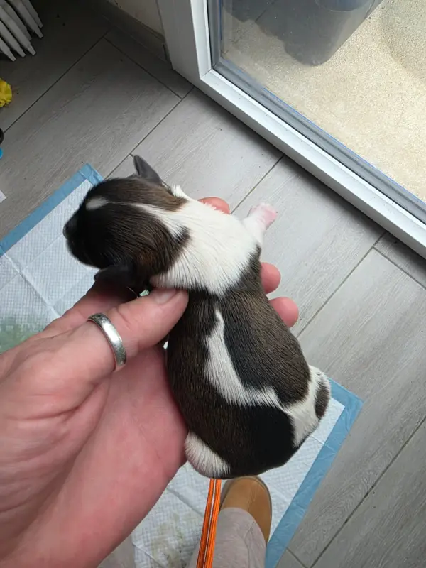 Chiot, Bichon havanais, élevage Du Rocher de la Haute Vilaine
