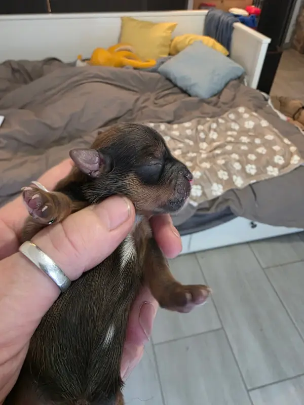 Chiot, Bichon havanais, élevage Du Rocher de la Haute Vilaine