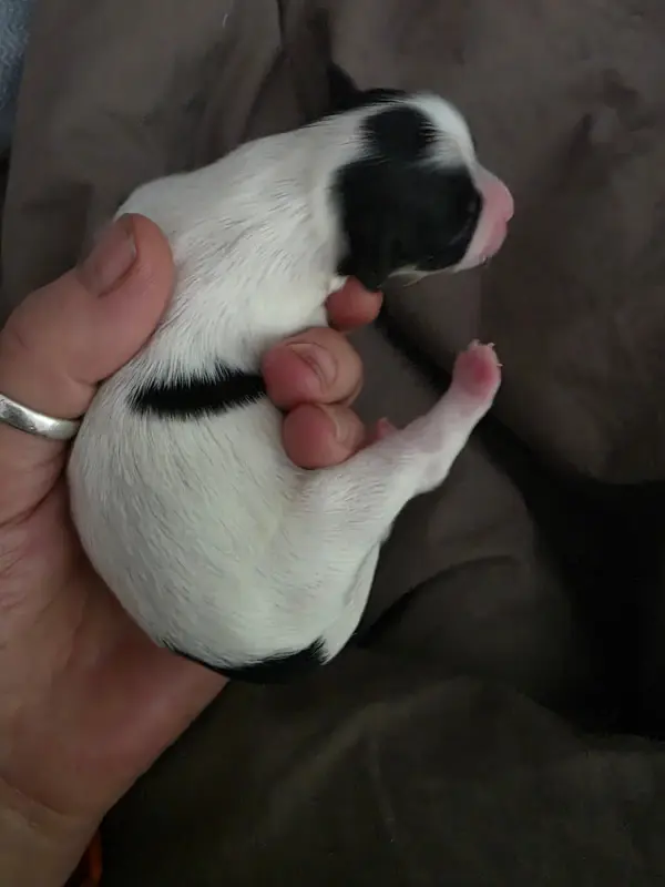 Chiot, Bichon havanais, élevage Du Rocher de la Haute Vilaine