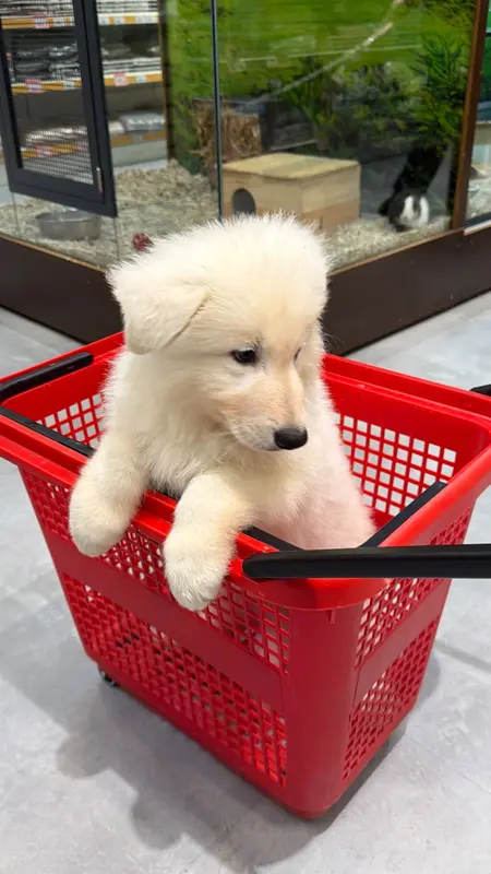 Portée de Berger blanc suisse, élevage Der Weibe Stern