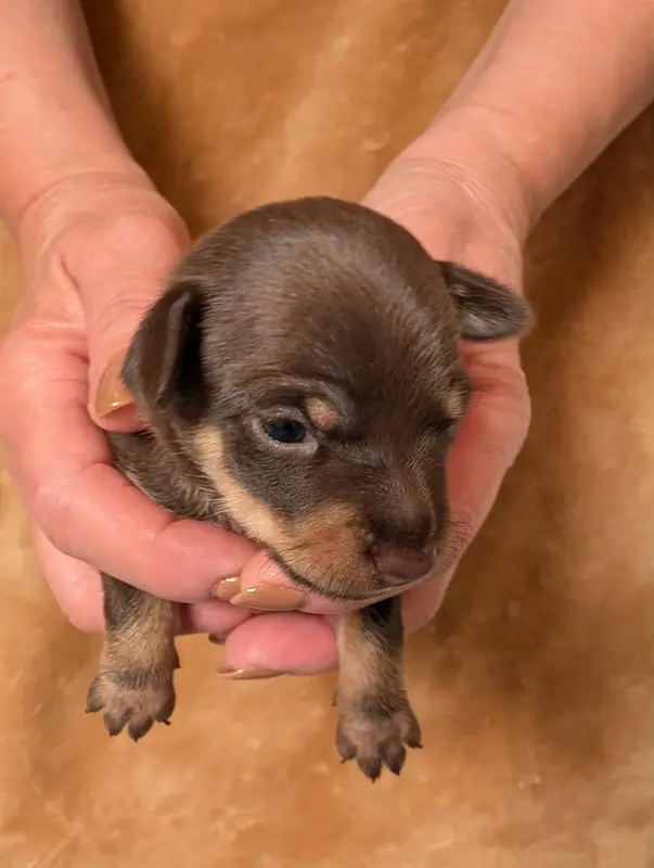 Portée de Petit chien russe, élevage Au Royaume d'Ultra