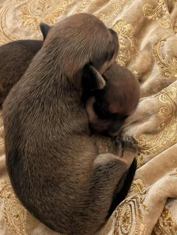 Portée de Petit chien russe, élevage Au Royaume d'Ultra