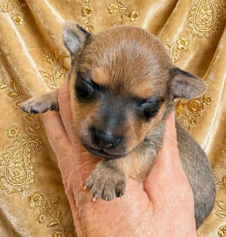 Portée de Petit chien russe, élevage Au Royaume d'Ultra