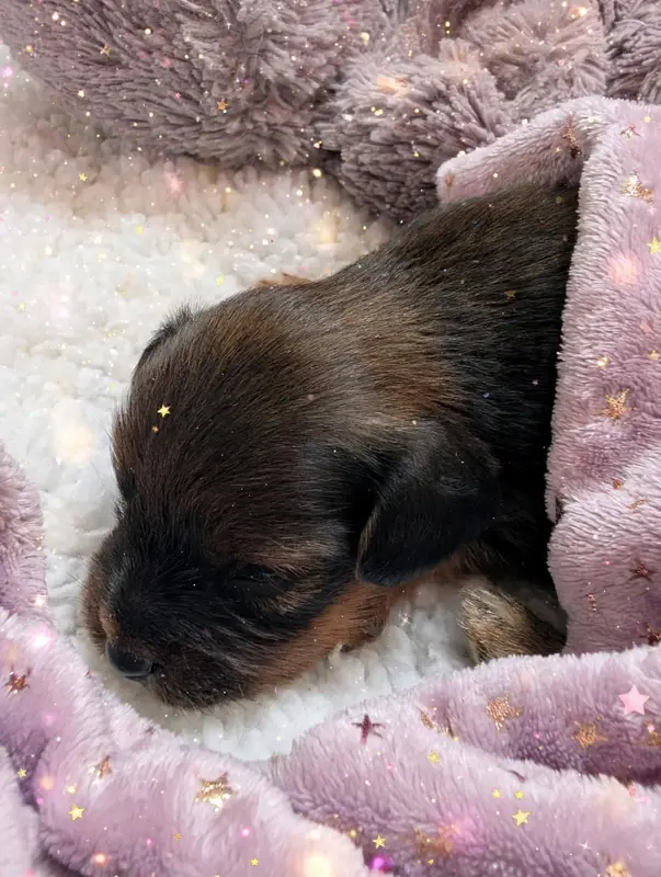 Baby-UTA, Petit chien russe, élevage Au Royaume d'Ultra
