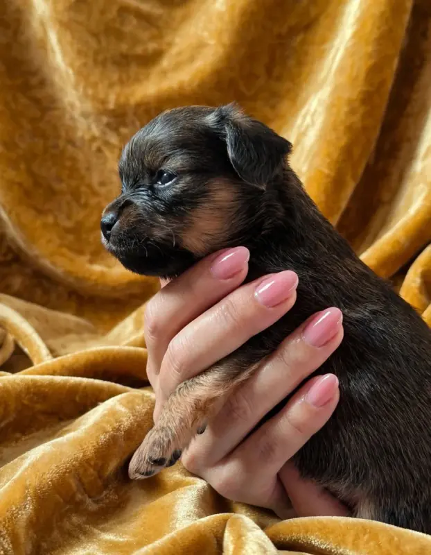 Portée de Petit chien russe, élevage Au Royaume d'Ultra