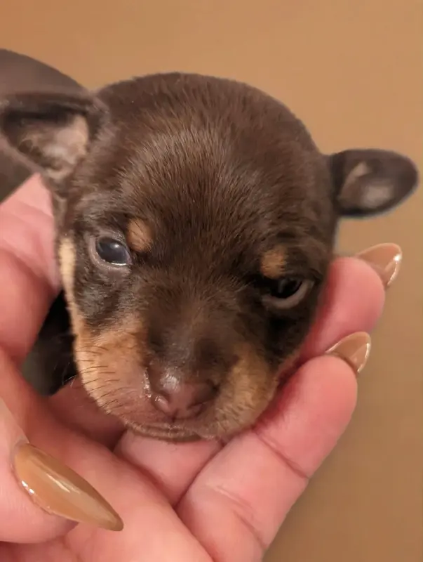 Portée de Petit chien russe, élevage Au Royaume d'Ultra