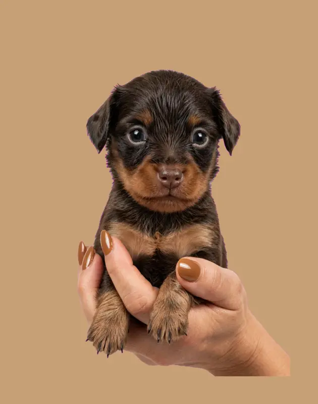 Portée de Petit chien russe, élevage Au Royaume d'Ultra