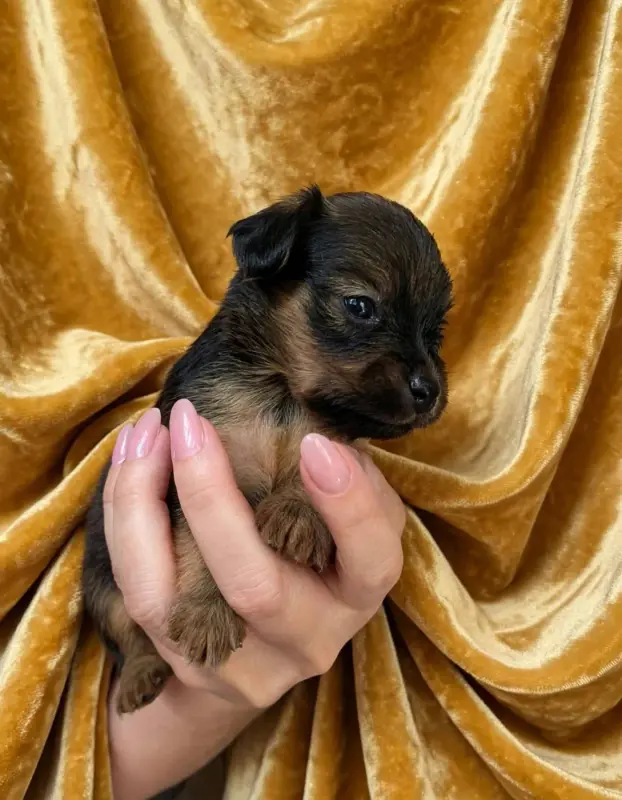 Portée de Petit chien russe, élevage Au Royaume d'Ultra
