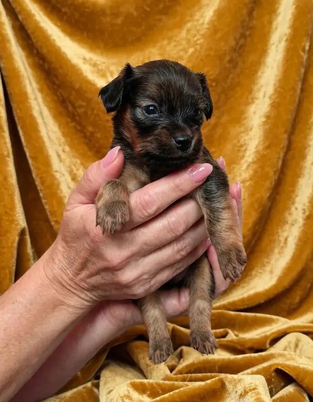 Portée de Petit chien russe, élevage Au Royaume d'Ultra