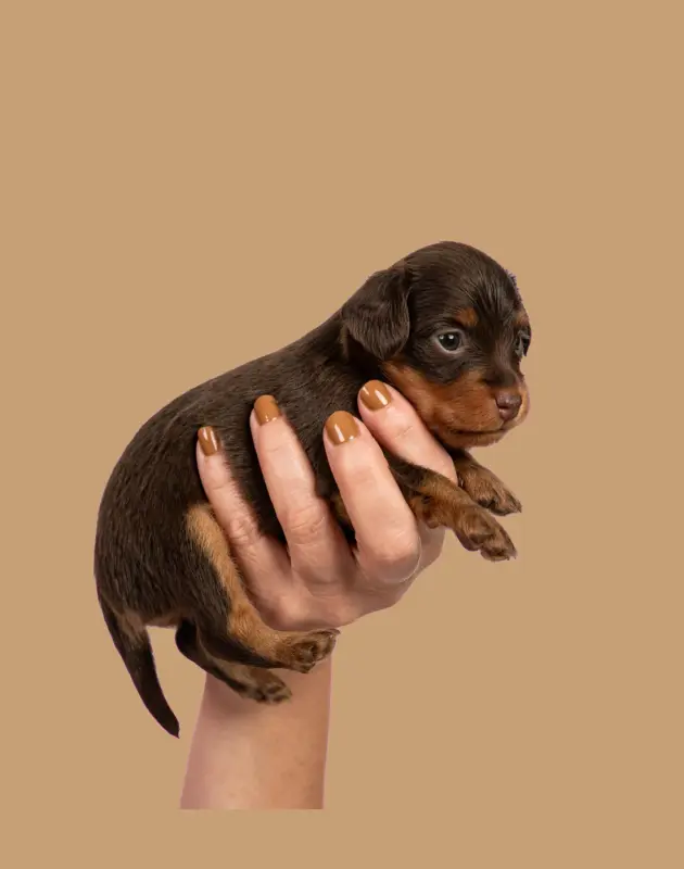 Portée de Petit chien russe, élevage Au Royaume d'Ultra
