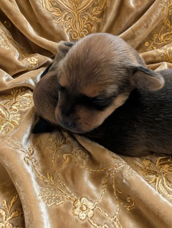 Portée de Petit chien russe, élevage Au Royaume d'Ultra