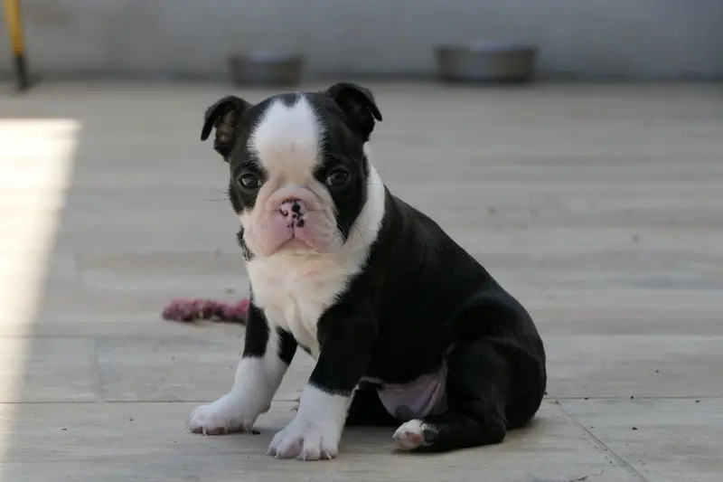 Portée de Boston terrier, élevage Sweeties Doggies