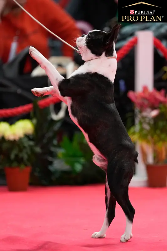 Portée de Boston terrier, élevage Sweeties Doggies