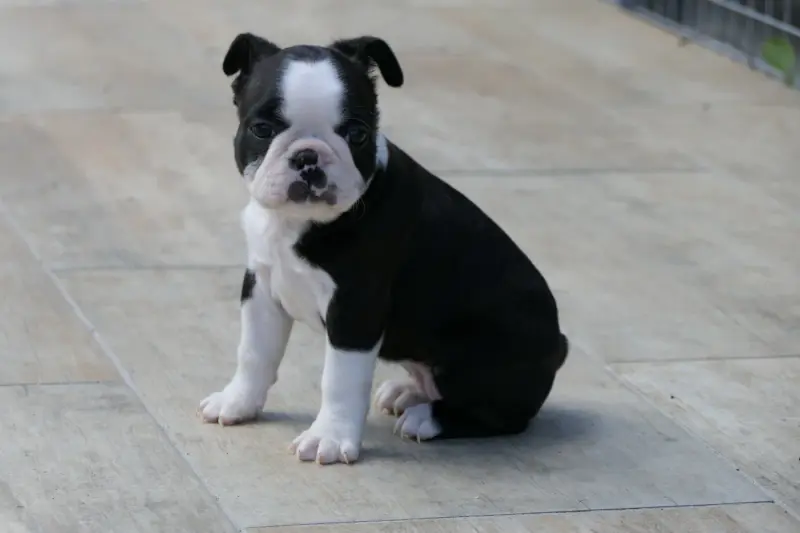 Portée de Boston terrier, élevage Sweeties Doggies