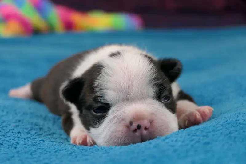 Portée de Boston terrier, élevage Sweeties Doggies