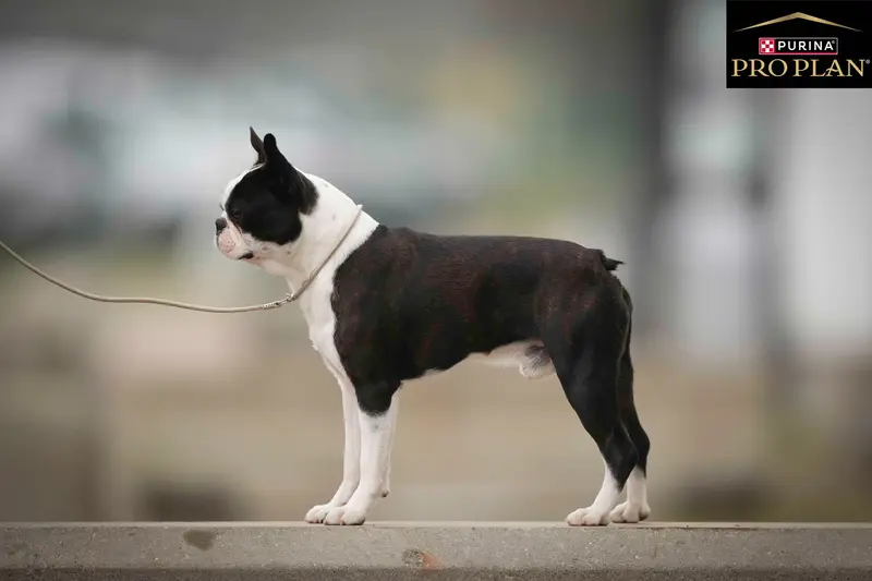 Portée de Boston terrier, élevage Sweeties Doggies