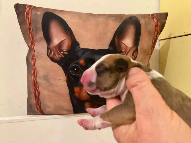 Borsalino, Bull terrier, élevage Bull's den