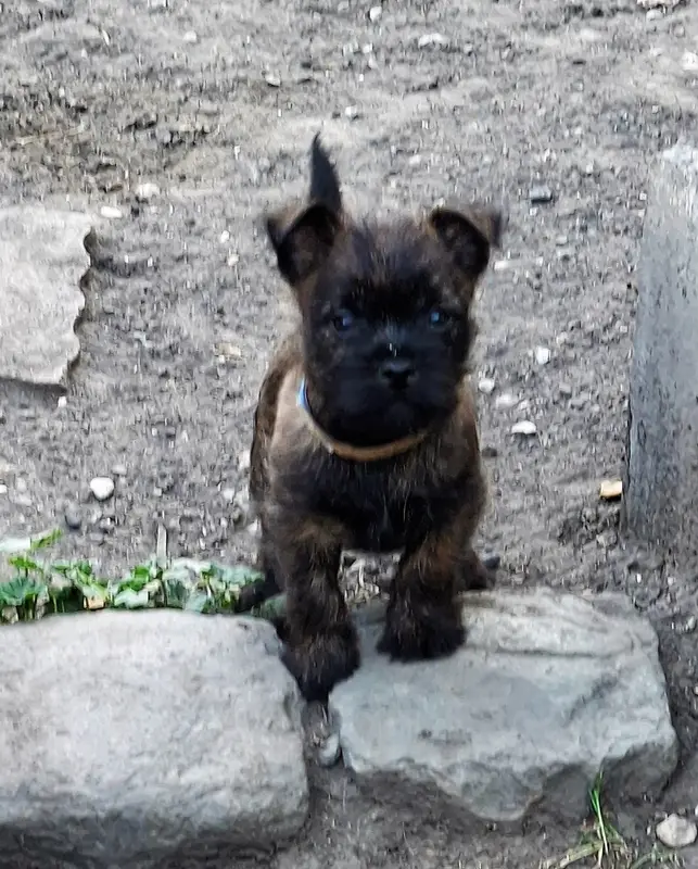 Portée de Cairn terrier, élevage By Bidule