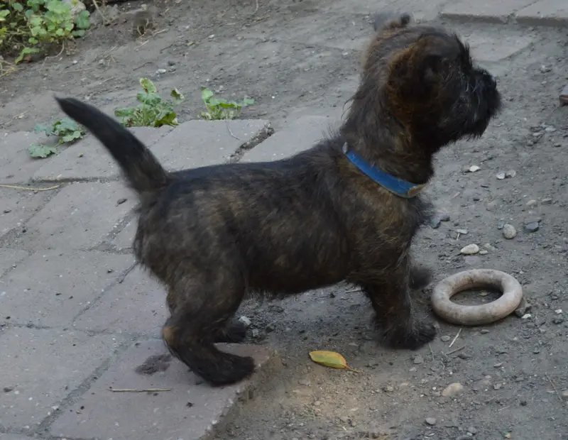 Portée de Cairn terrier, élevage By Bidule