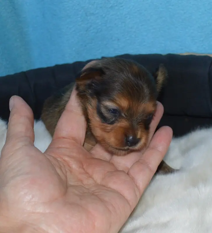 Chiot, Petit chien russe, élevage By Bidule