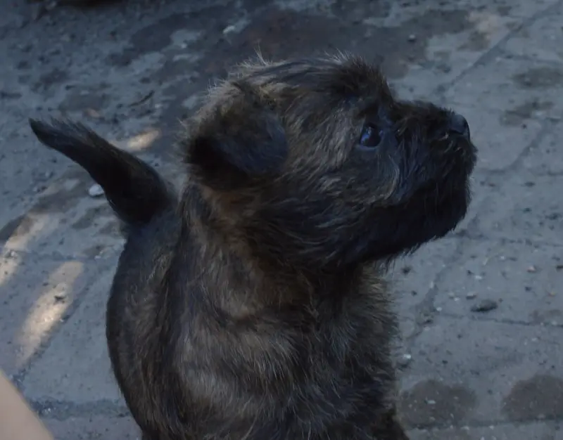 Portée de Cairn terrier, élevage By Bidule