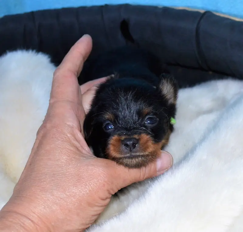 Chiot, Petit chien russe, élevage By Bidule