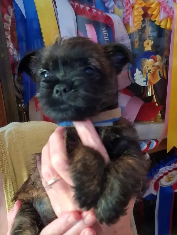 Portée de Cairn terrier, élevage By Bidule
