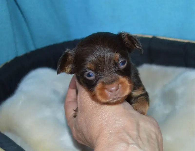 Chiot, Petit chien russe, élevage By Bidule