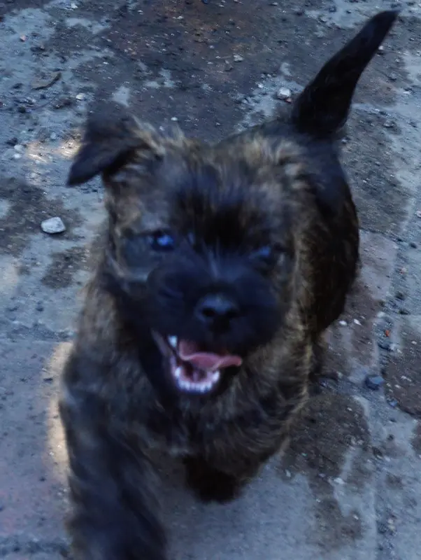 Portée de Cairn terrier, élevage By Bidule