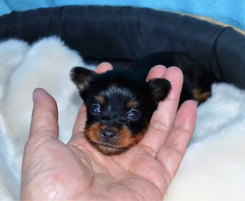 Chiot, Petit chien russe, élevage By Bidule
