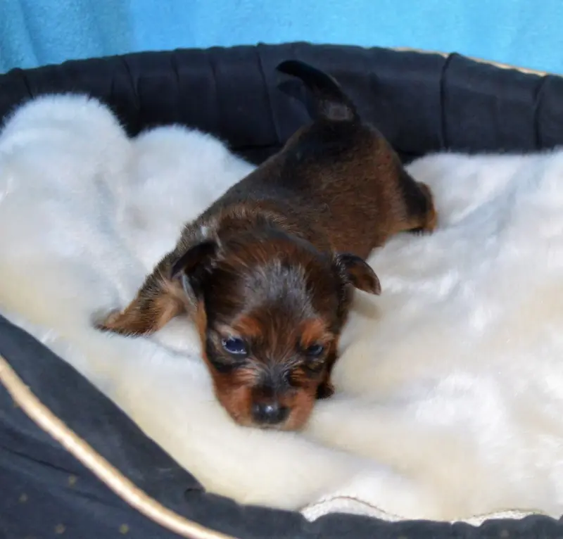 Chiot, Petit chien russe, élevage By Bidule