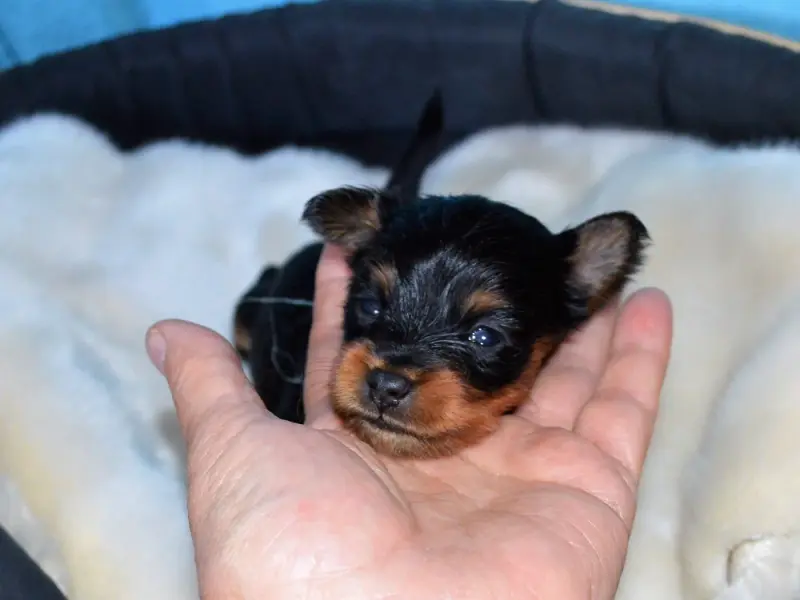 Chiot, Petit chien russe, élevage By Bidule