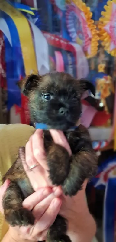 Portée de Cairn terrier, élevage By Bidule