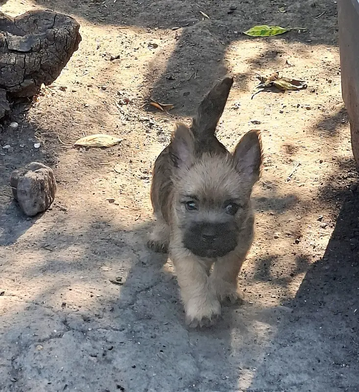 Bordy, Cairn terrier, élevage By Bidule