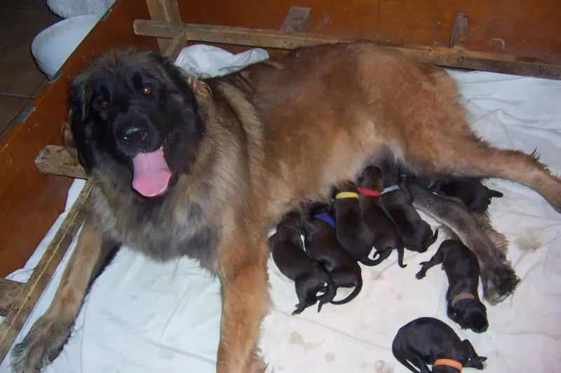 Chiot, Leonberger, élevage Des Nuits Etoilees Par le Roy Tatius
