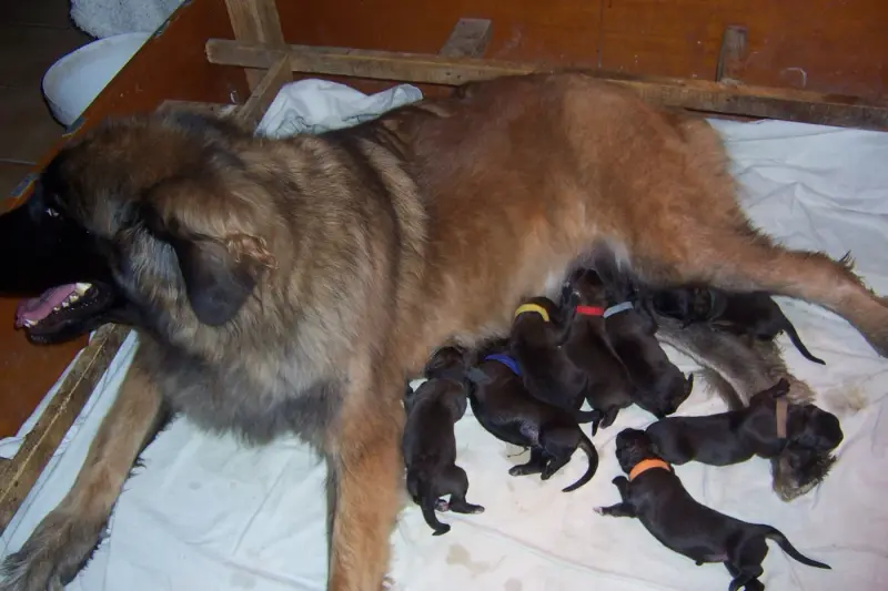 Chiot, Leonberger, élevage Des Nuits Etoilees Par le Roy Tatius