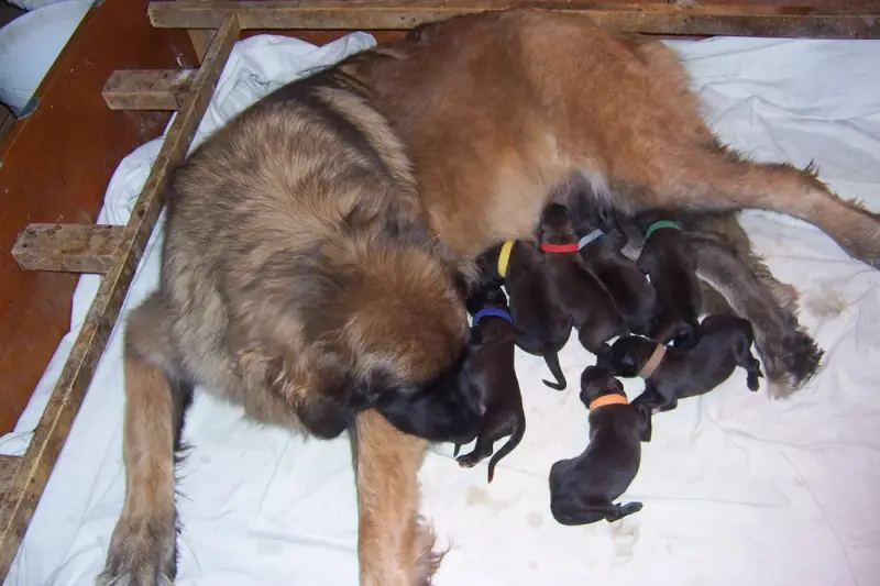 Chiot, Leonberger, élevage Des Nuits Etoilees Par le Roy Tatius