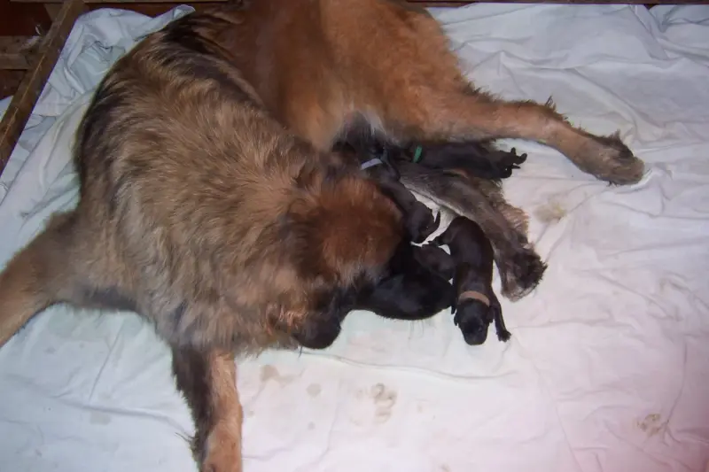 Chiot, Leonberger, élevage Des Nuits Etoilees Par le Roy Tatius