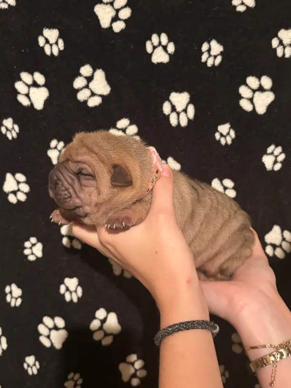 Chiot, Shar-pei, élevage Des Reves de Yamaja