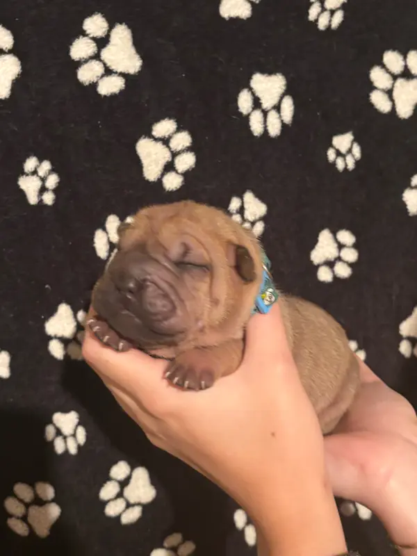 Chiot, Shar-pei, élevage Des Reves de Yamaja