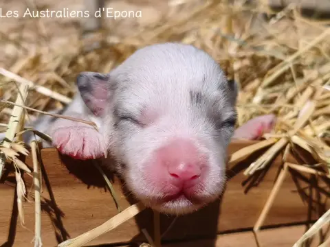 Bao, Berger australien, élevage Des Australiens d'Epona