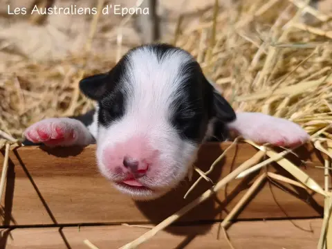 Baby Panda, Berger australien, élevage Des Australiens d'Epona