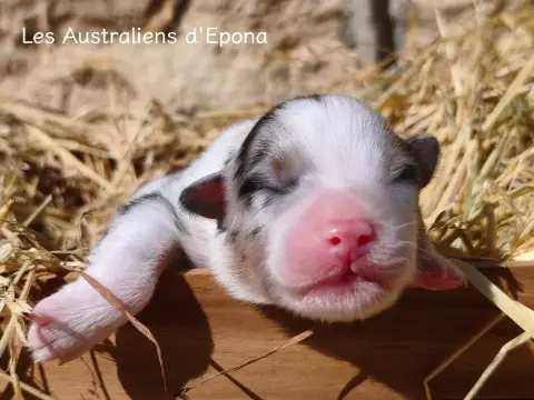 Bô Goss !, Berger australien, élevage Des Australiens d'Epona