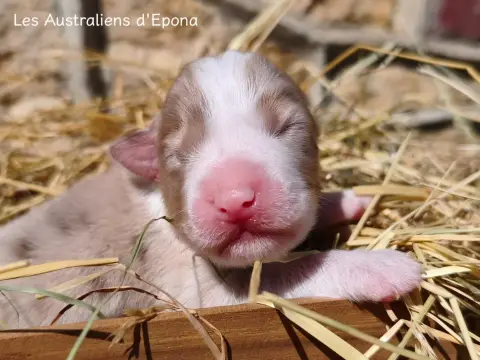 Bella Vita, Berger australien, élevage Des Australiens d'Epona