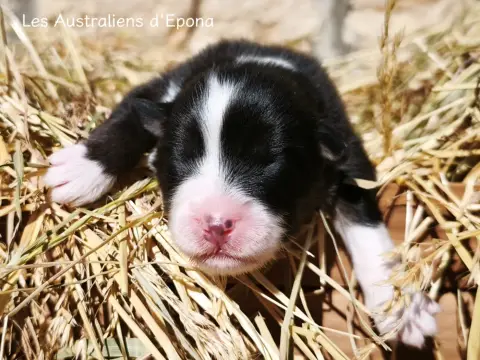 Baby Love, Berger australien, élevage Des Australiens d'Epona