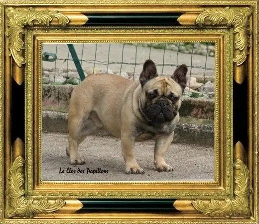 Portée de Bouledogue français, élevage Du Clos des Papillons