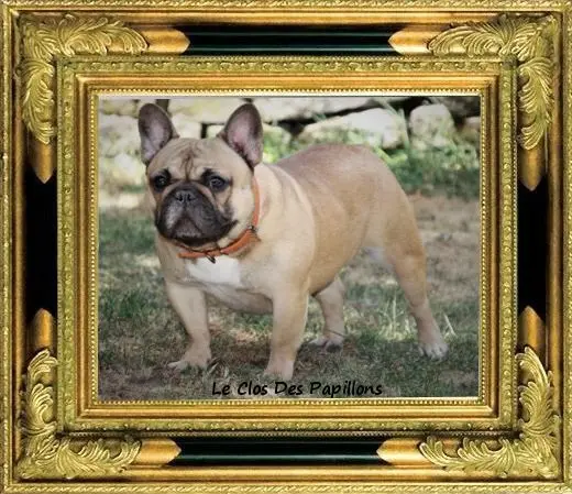 Portée de Bouledogue français, élevage Du Clos des Papillons