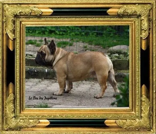 Portée de Bouledogue français, élevage Du Clos des Papillons